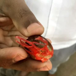 Macis Muskatblüte Gemahlen, BIO, 100g 11 Macis Muskatblüte Gemahlen, BIO, 100g -Kaffeegetränkeladen 27612d91fd4dde3a639d0f64964ecebd