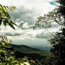 THAILAND Kaffee Ganze Bohne | Mittelkräftig, Blumige Säure, Leichte Beere | 500 G | Specialty Coffee Aus Direkthandel 7 THAILAND Kaffee Ganze Bohne | Mittelkräftig, Blumige Säure, Leichte Beere | 500 G | Specialty Coffee Aus Direkthandel -Kaffeegetränkeladen 55feae11ce5b347b58a31e3b973e08a1