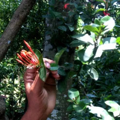 Macis Muskatblüte Gemahlen, BIO, 100g 10 Macis Muskatblüte Gemahlen, BIO, 100g -Kaffeegetränkeladen e023e425dfcb2984e375ba4526a2b6f7